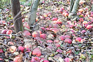 Red apple trees garden