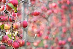 Red apple trees garden