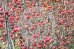 Red apple trees garden