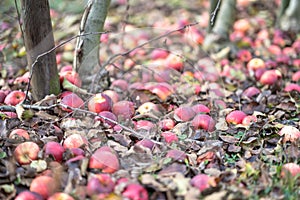 Red apple trees garden