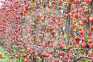 Red apple trees garden