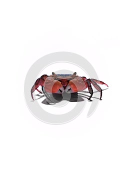 Red apple vampire crab white background