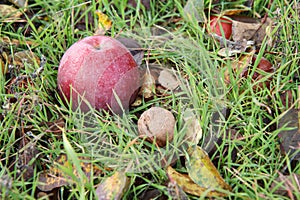 Red apple and walnut lay on the ground in grass and dry autumn leaves