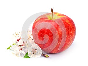Red apple with white flowers