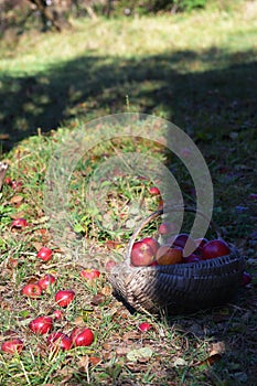 Red Apple In A Wooden Basket