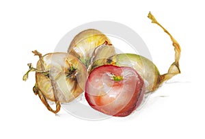 Red apple and yellow onion isolated