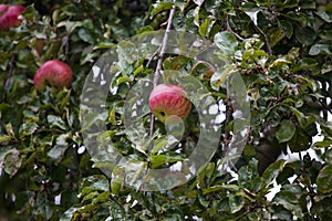 Red apple with yellow stripes in tree