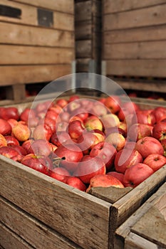 Red Apples