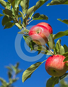 Red apples