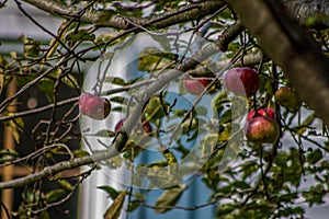 Red Apples on an Apple Tree