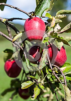 Red apples on the apple tree