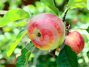 Red apples on an apple tree