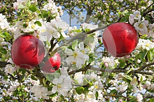 Red apples in apple tree