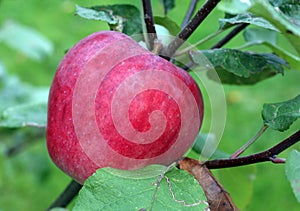 Red apples on apple tree branch