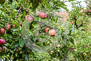 Red apples on apple tree branch