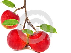 Red apples on apple tree branch