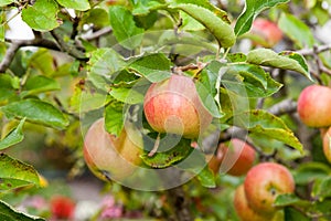 Red apples on apple tree branch