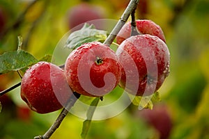 Red apples on an apple-tree branch