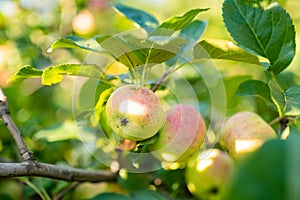 Red apples on apple tree branch on warm autumn day. Harvesting ripe fruits in an apple orchard. Growing own fruits and vegetables