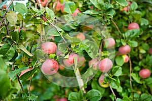 Red apples on apple tree branch on warm autumn day. Harvesting ripe fruits in an apple orchard. Growing own fruits and vegetables