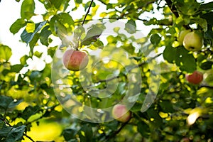 Red apples on apple tree branch on warm autumn day. Harvesting ripe fruits in an apple orchard. Growing own fruits and vegetables