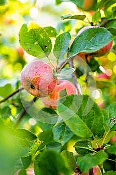 Red apples on apple tree branch on warm autumn day. Harvesting ripe fruits in an apple orchard. Growing own fruits and vegetables