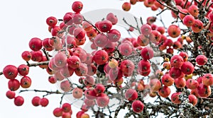 Red Apples On Apple Tree Branch .