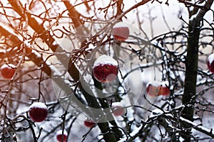 Red apples on an apple-tree covered with snow