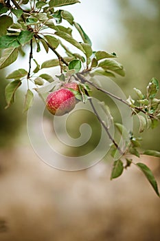 Red apples on apple tree in the garden