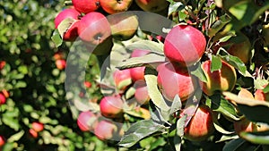 Red apples in apple trees