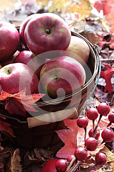 Red apples in basket and berries