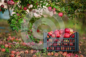 Red apples in baskets and boxes on the green grass in autumn orchard.