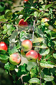 Red Apples on a Branch