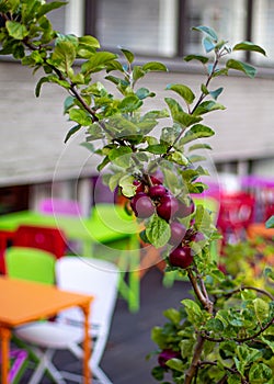 Red apples on a branch