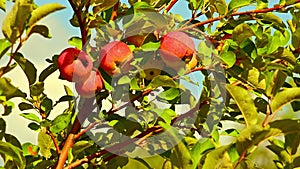 Red apples on branch on beautiful summer day. Apples growing on tree.