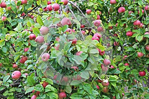 Red apples on branch. Early autumn harvest.