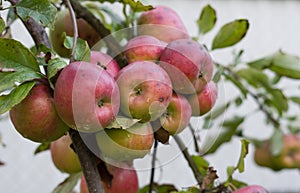 Red apples on a branch outdoors