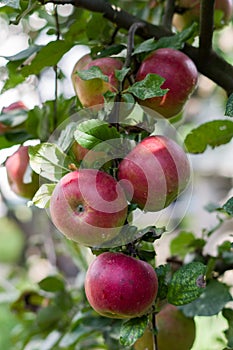 Red apples on a branch outdoors