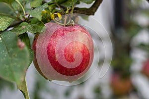 Red apples on a branch outdoors