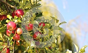 Red apples on branch ready to be harvested. Jonathan apples