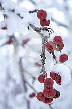 Red apples on a branch under a large layer of snow. Cold winter concept, background or backdrop for winter or Christmas theme