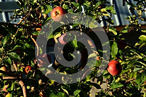 Red apples on the branches of an apple tree sing in the rays of the morning sun.