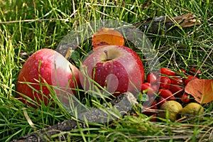 Red apples and briers