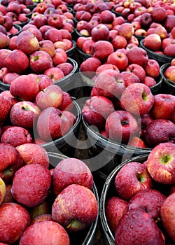 Red Apples in Bushels
