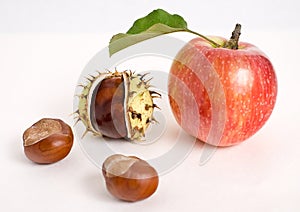 Red apples and a chestnut photo