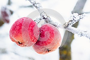 Red apples covered with white frost in winter