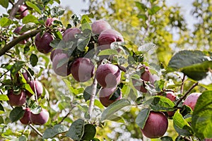 Red apples are densely grown on the branch, selective focus