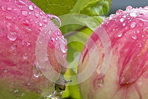 Red apples with drops of water on a branch of apple tree. Close-up, soft focus