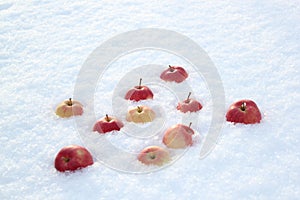 Red apples on fresh fluffy snow.