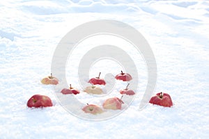 Red apples on fresh fluffy snow.